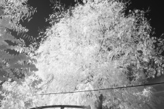 Pecan-tree-9836