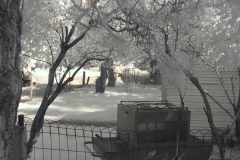 SusanVille Roaming deer