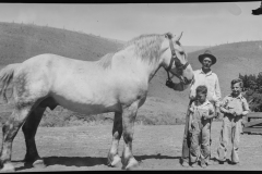 Beautiful-horse-Walter